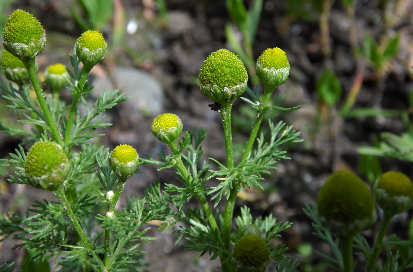 Image of Matricaria discoidea specimen.