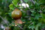 Punica granatum. Часть ветви с незрелым плодом. Казахстан, г. Актау, в городском озеленении. 21 июня 2021 г.