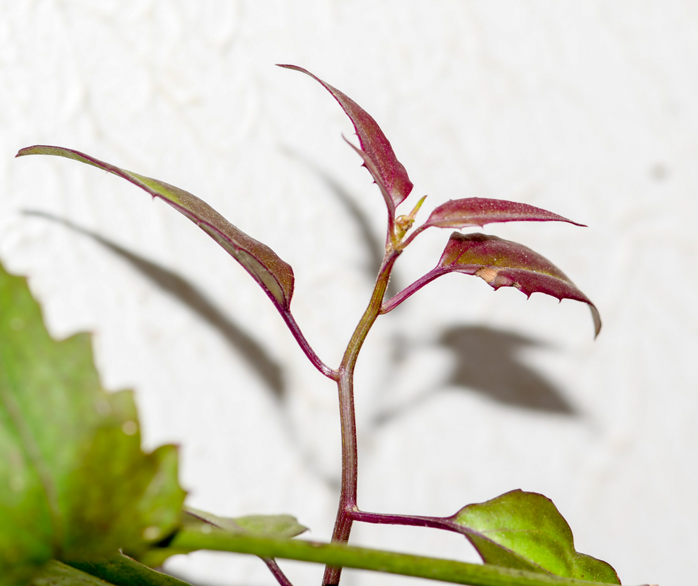 Image of Pseudogynoxys chenopodioides specimen.