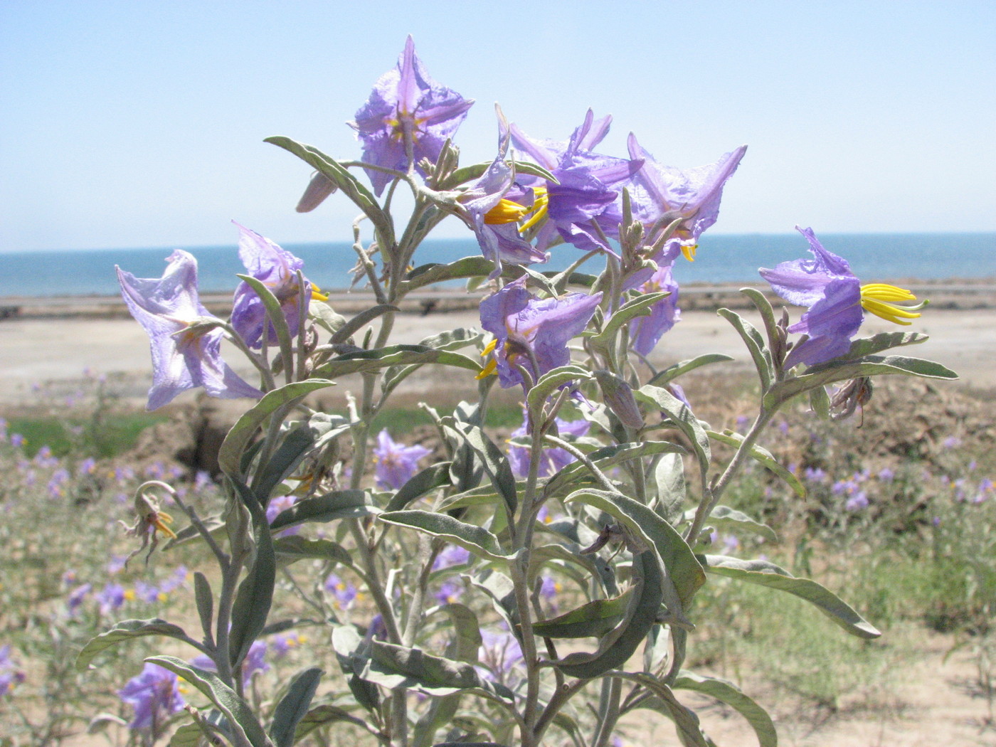 Image of Solanum elaeagnifolium specimen.