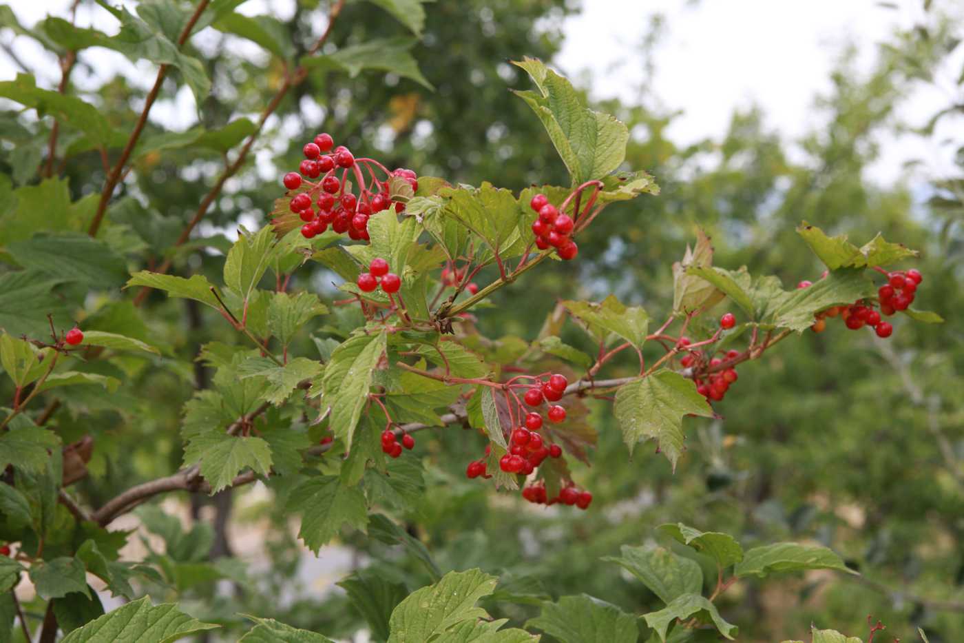 Image of Viburnum opulus specimen.