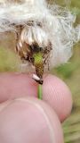 род Eriophorum