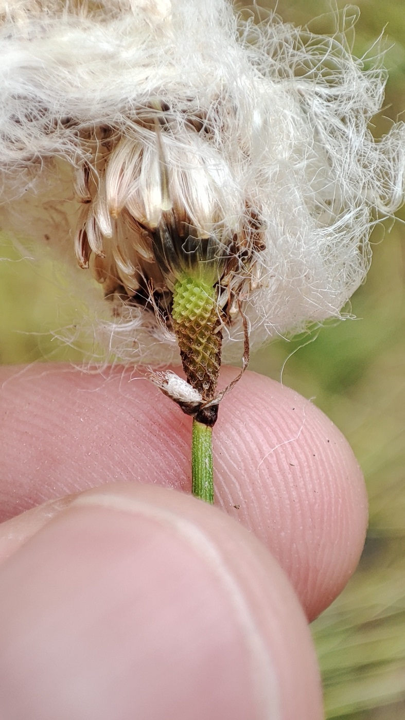 Image of genus Eriophorum specimen.