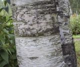 Betula × kusmisscheffii