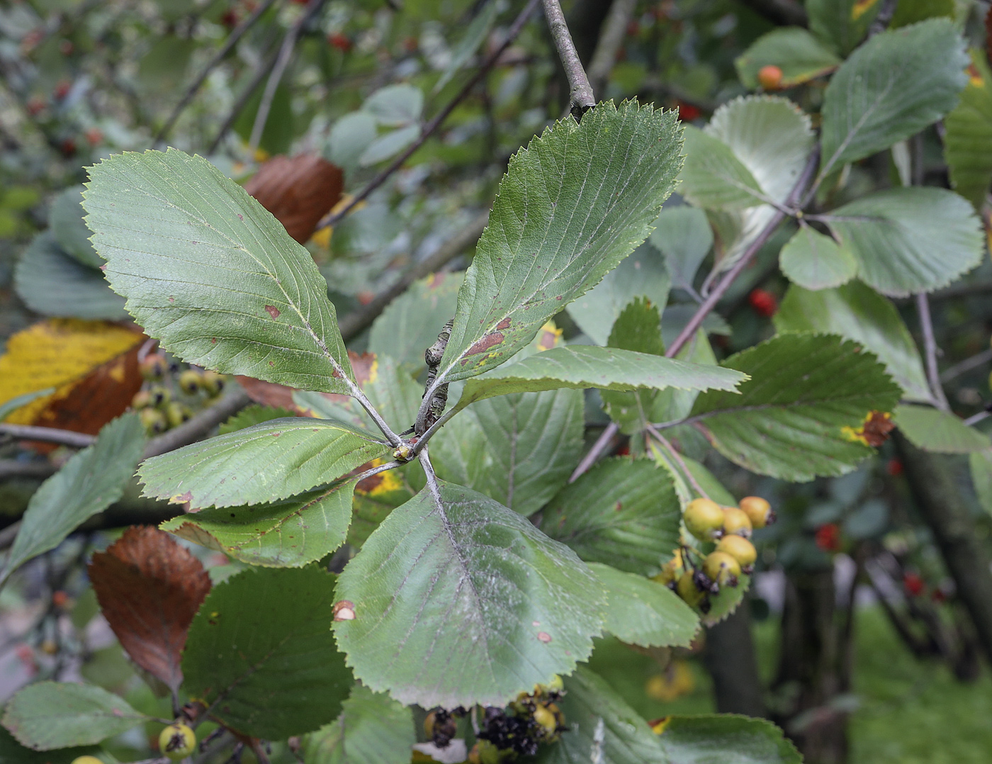 Изображение особи Sorbus subfusca.