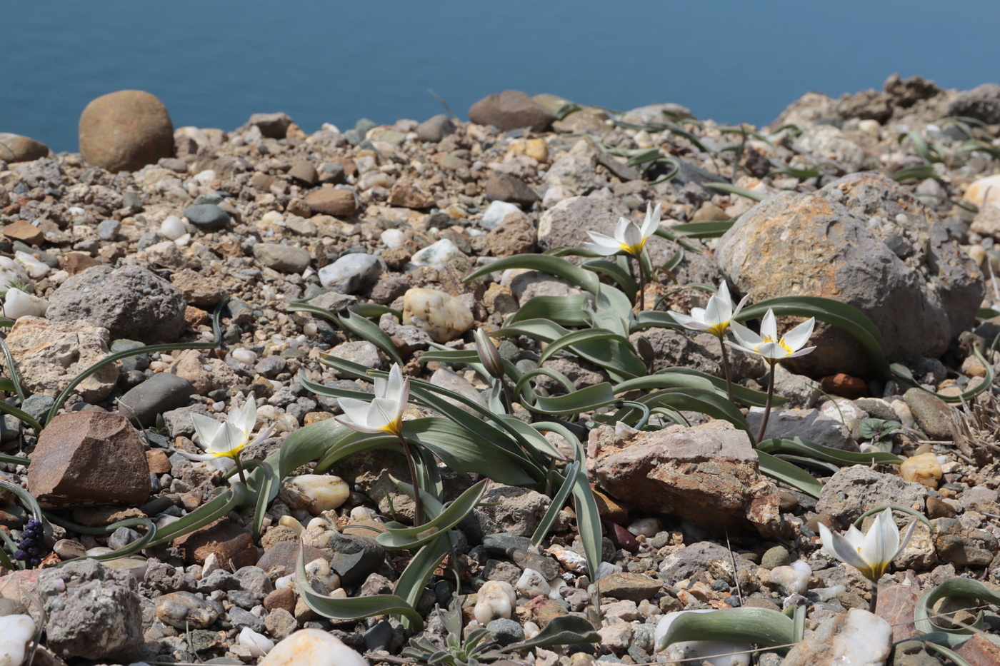 Изображение особи Tulipa biflora.