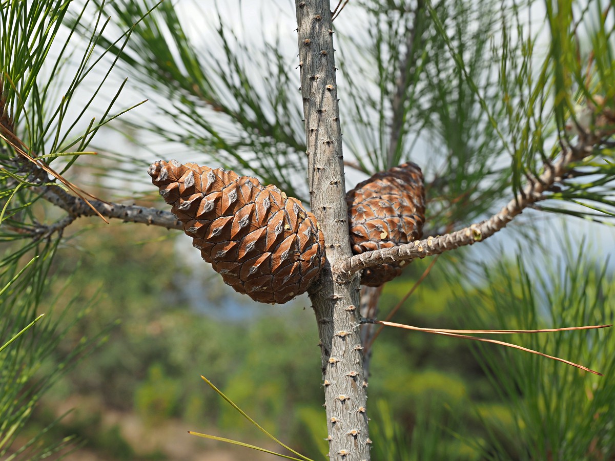 Изображение особи Pinus pityusa.