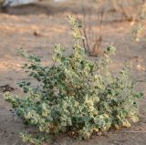 Psoralea drupacea