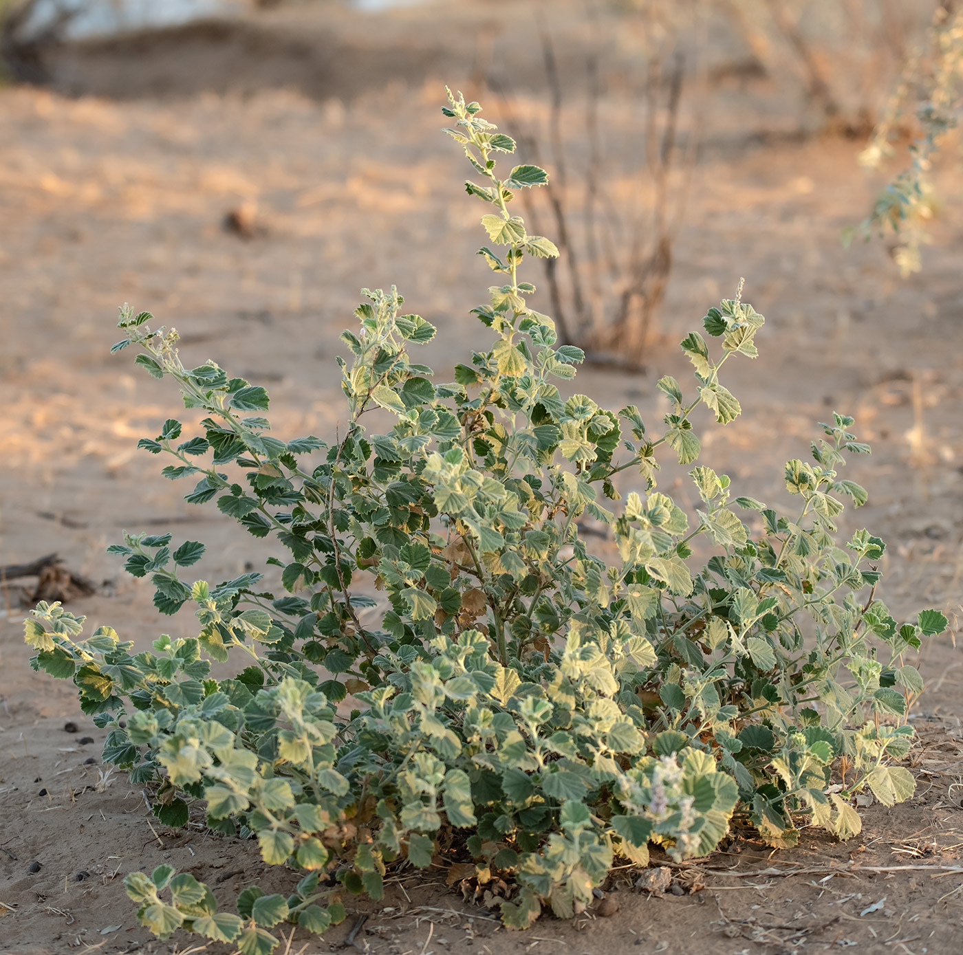 Изображение особи Psoralea drupacea.