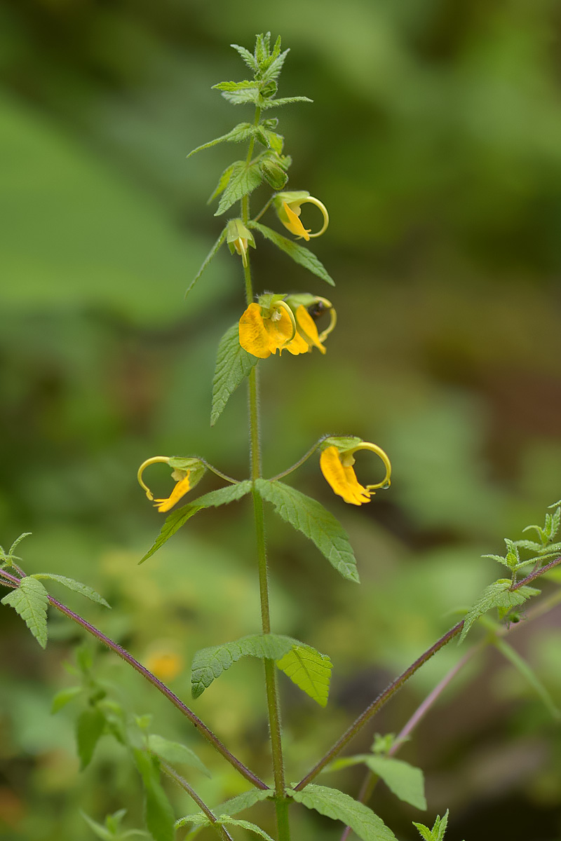 Изображение особи Rhynchocorys orientalis.