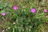 Geranium sanguineum. Цветущее растение. Республика Северная Осетия-Алания, Алагирский р-н, Большой Кавказ, Скалистый хребет, южный склон в р-не Ходского перевала, ≈ 2200 м н.у.м., субальпийский луг. 01.07.2021.