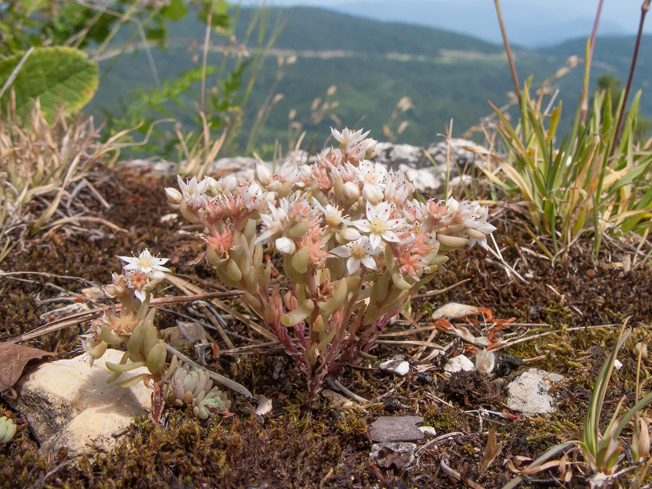 Изображение особи Sedum hispanicum.