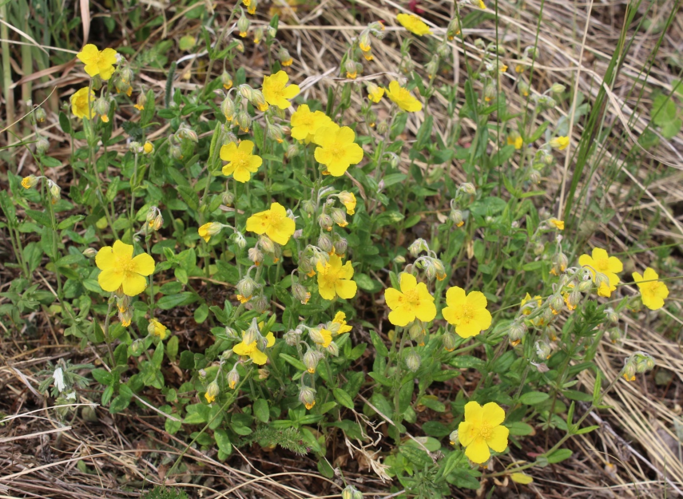 Image of Helianthemum nummularium specimen.