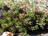 Saxifraga spinulosa