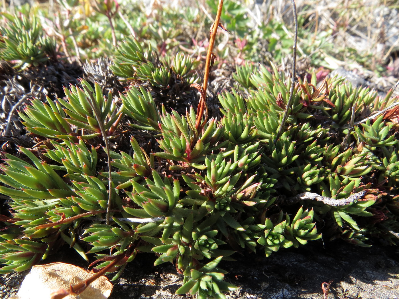 Image of Saxifraga spinulosa specimen.