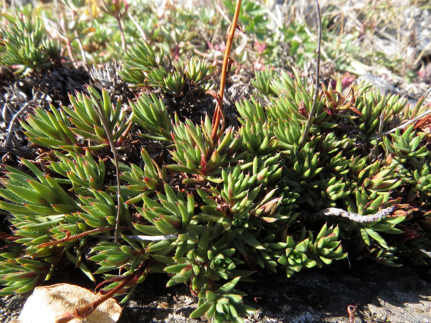 Изображение особи Saxifraga spinulosa.