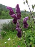 Aconitum septentrionale