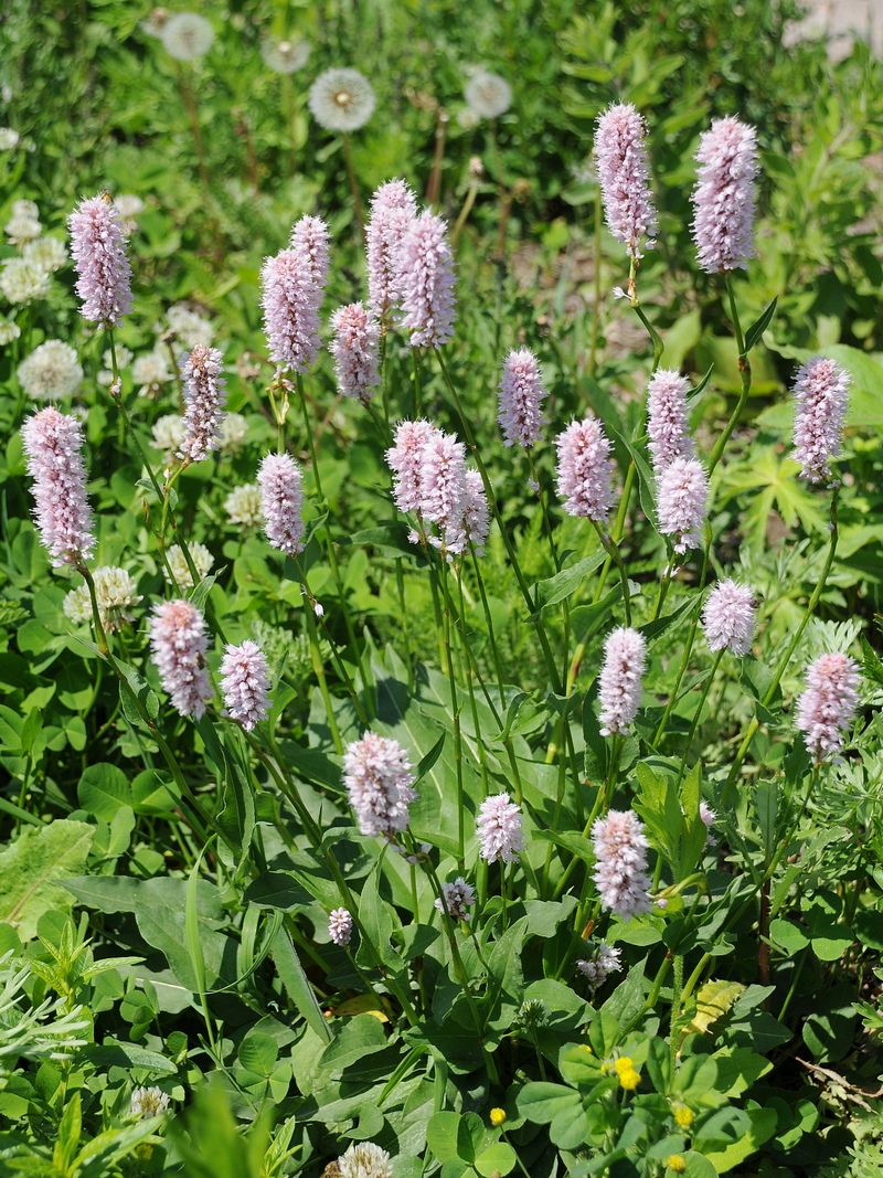 Image of Bistorta officinalis specimen.