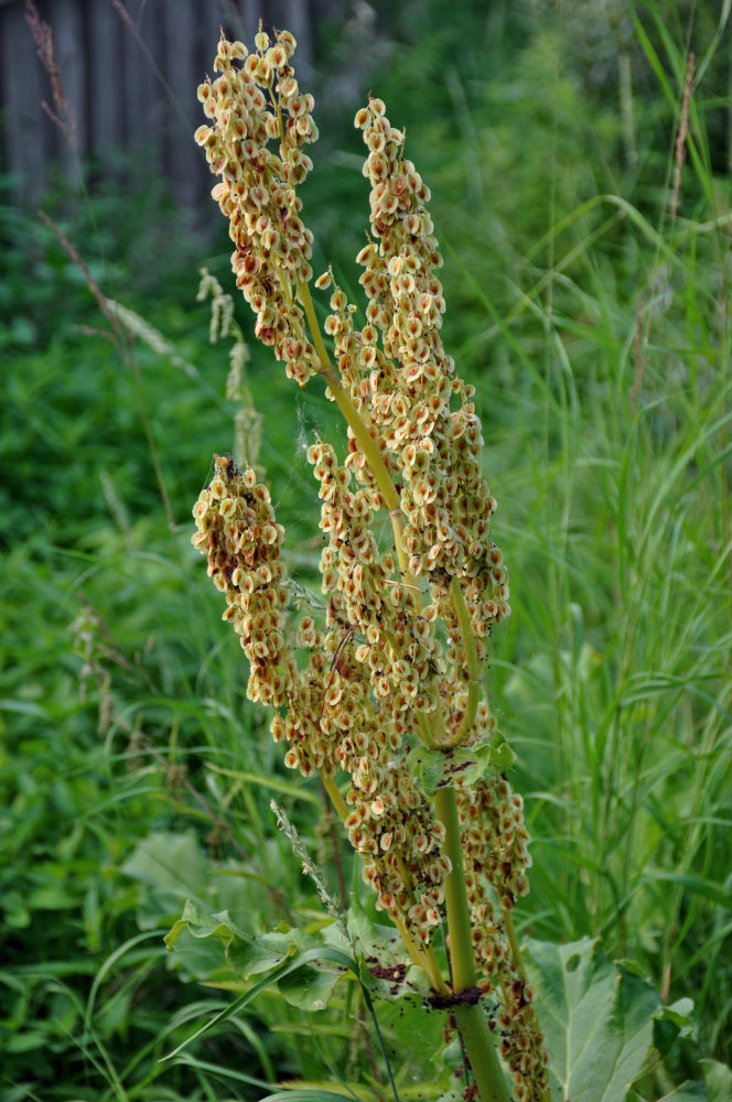 Image of Rheum rhabarbarum specimen.