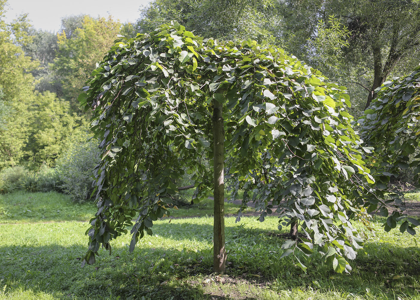 Image of Ulmus glabra specimen.