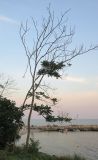 Ailanthus altissima. Засыхающие деревья. Болгария, Бургасская обл., г. Несебр, Старый Несебр, в культуре. 12.09.2021.