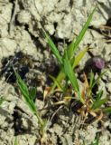Bromus lanceolatus. Цветущее растение на загипсованной почве пустыни в нижнем поясе. Азербайджан, Евлахский р-н, хребет Ахарбахар. 18.04.2010.