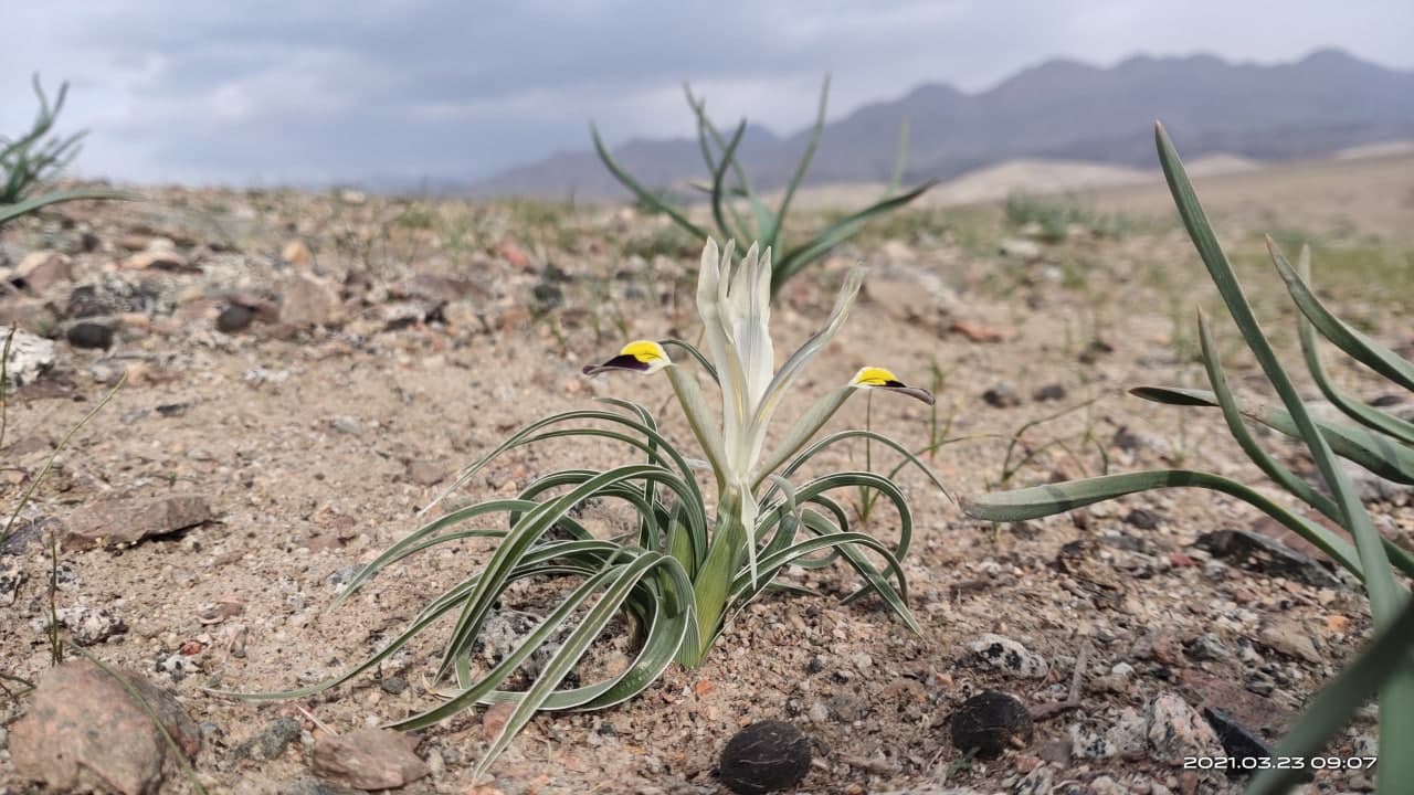 Image of Juno rodionenkoi specimen.