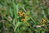 Lysimachia vulgaris. Верхушка побега с соплодием. Московская обл., Сергиево-Посадский р-н, долина р. Пажа, пойменный луг. 25.08.2021.