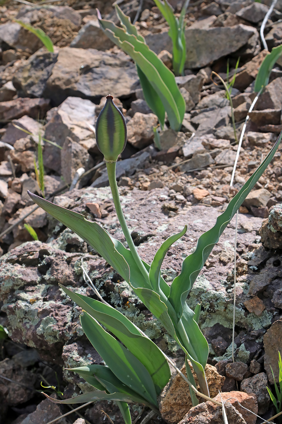 Изображение особи Tulipa vvedenskyi.