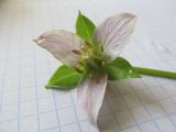 Trillium tschonoskii