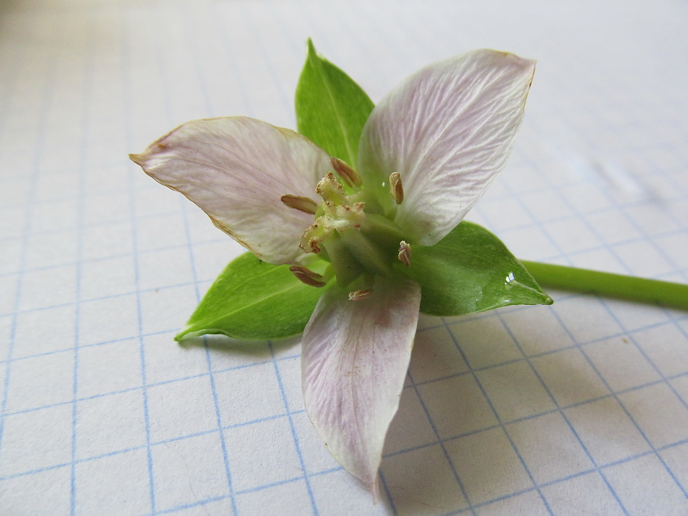 Изображение особи Trillium tschonoskii.