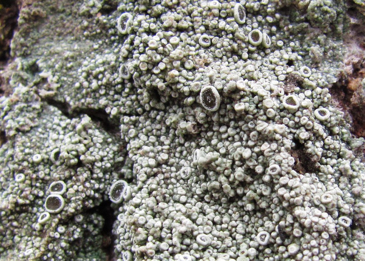 Image of genus Lecanora specimen.