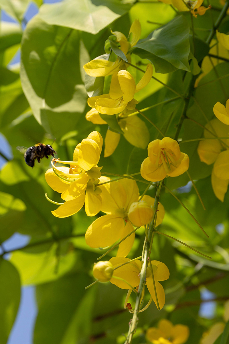 Изображение особи Cassia fistula.