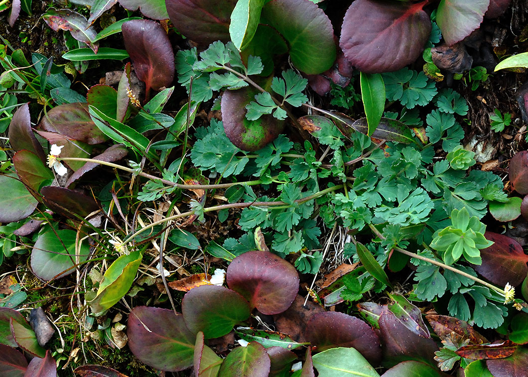 Image of Callianthemum sajanense specimen.