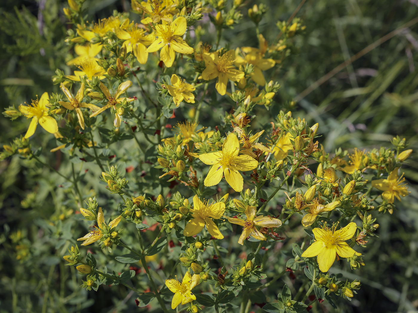 Изображение особи Hypericum perforatum.