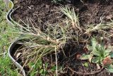 Dianthus caryophyllus