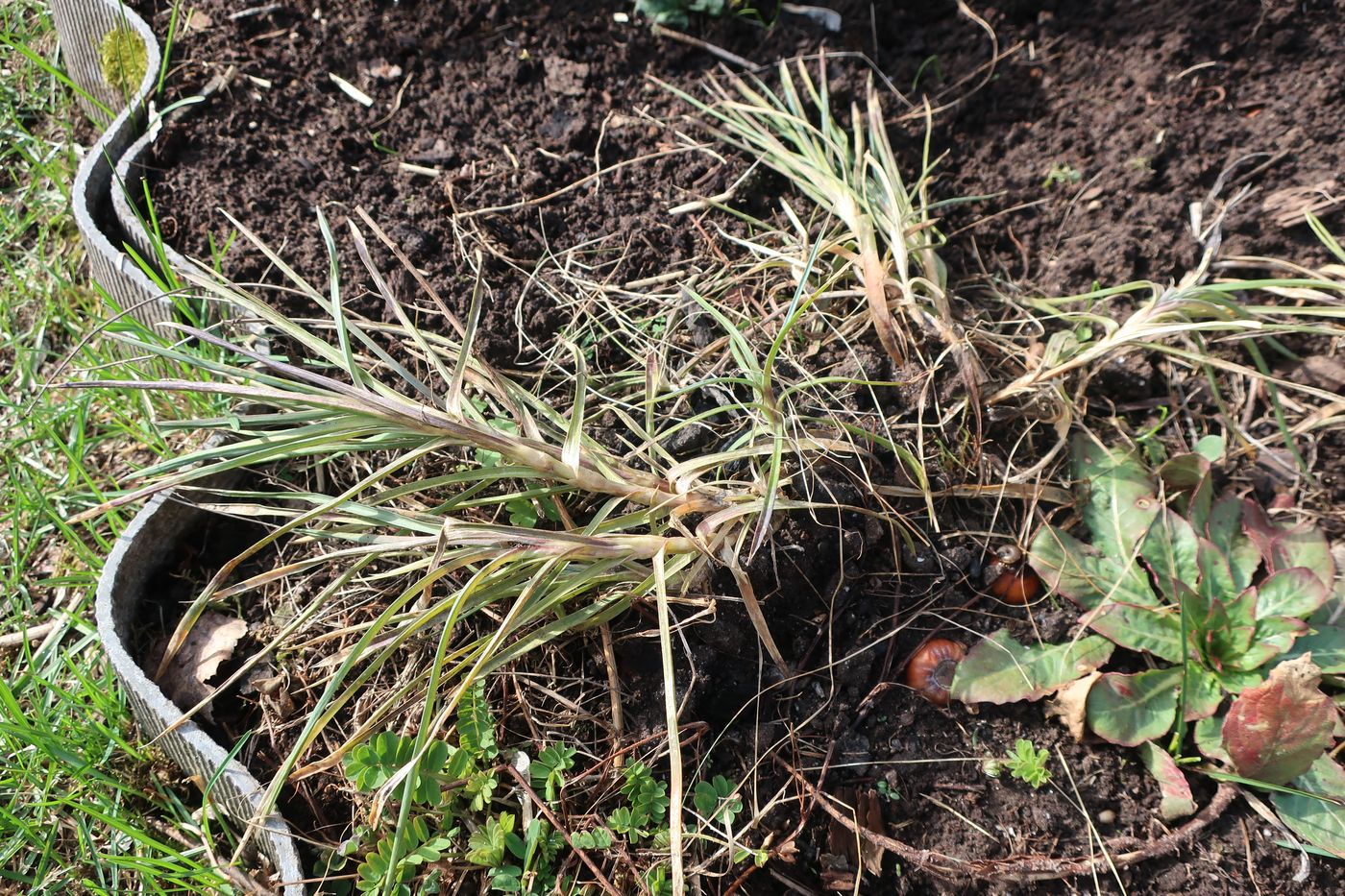 Image of Dianthus caryophyllus specimen.