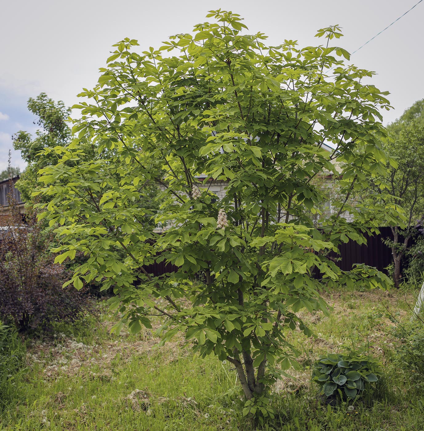 Image of Aesculus hippocastanum specimen.