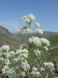 Stubendorffia orientalis
