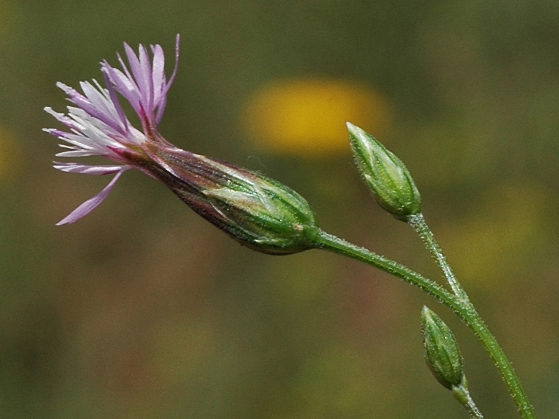 Изображение особи Crupina vulgaris.