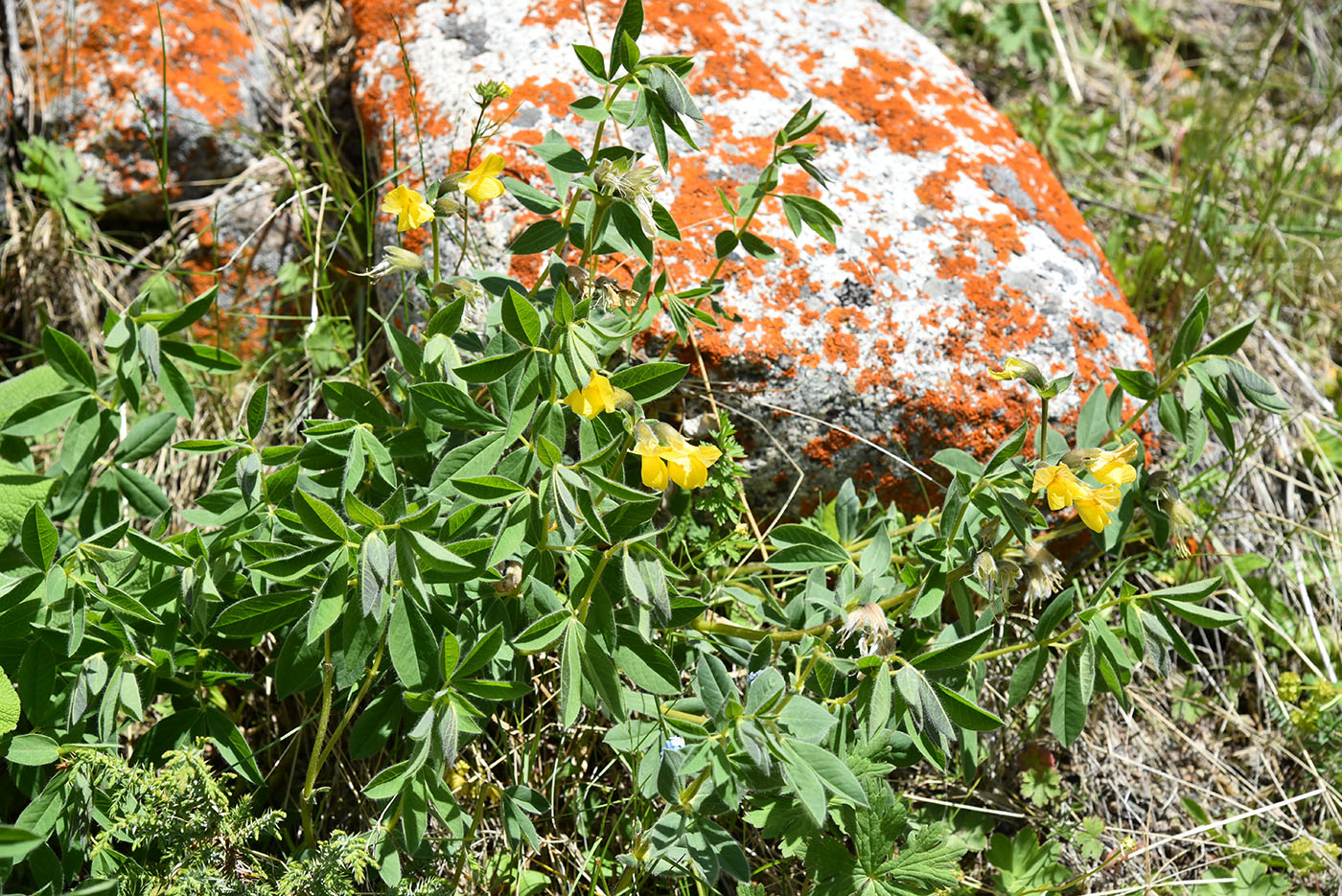 Image of Thermopsis alpina specimen.