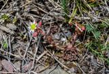 Rosularia tadzhikistana