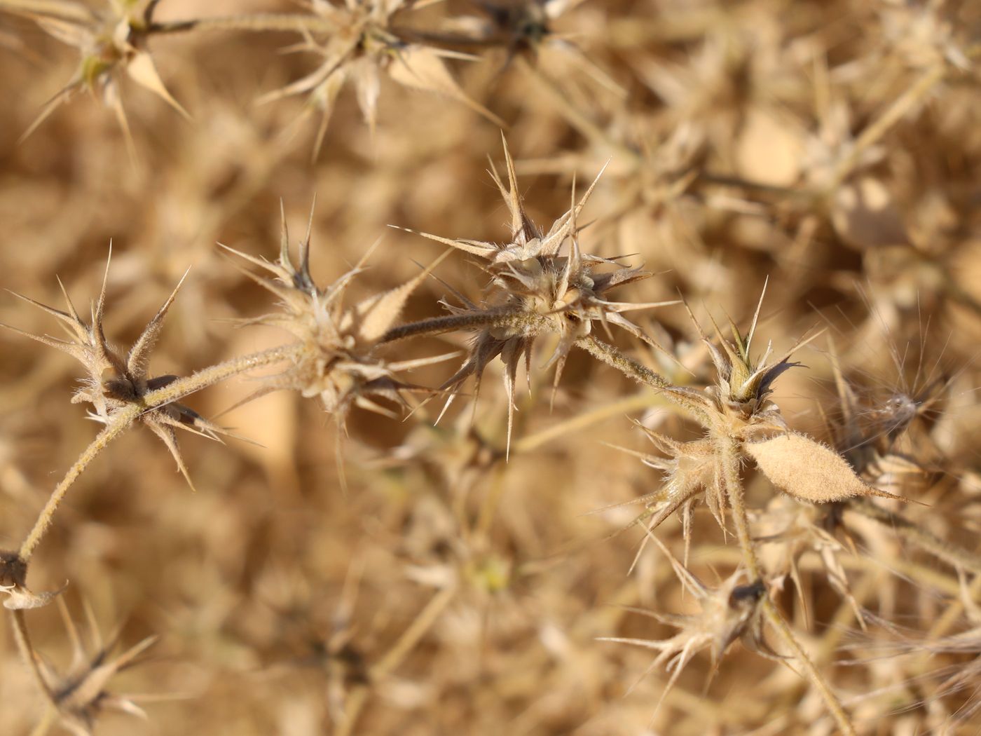 Изображение особи Agriophyllum latifolium.