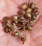 Geranium rotundifolium. Семена со скрученными створками плодов. Узбекистан, Ташкентская обл., хр. Каржантау, склон р. Аюбсай, крупнообломочная осыпь. 03.06.2022.