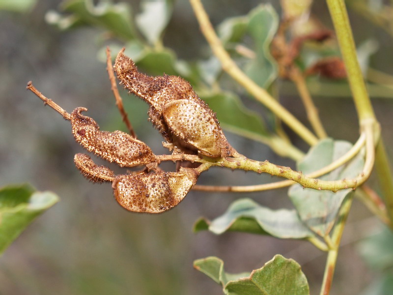 Image of Glycyrrhiza korshinskyi specimen.