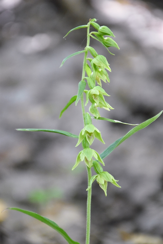 Image of Epipactis leptochila specimen.