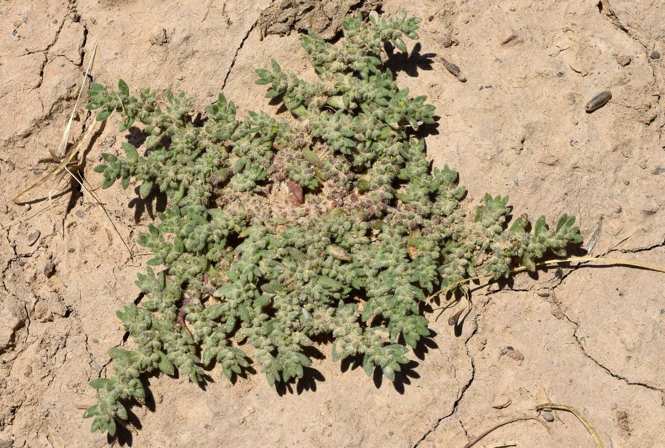 Image of Herniaria cinerea specimen.