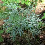 Artemisia sericea