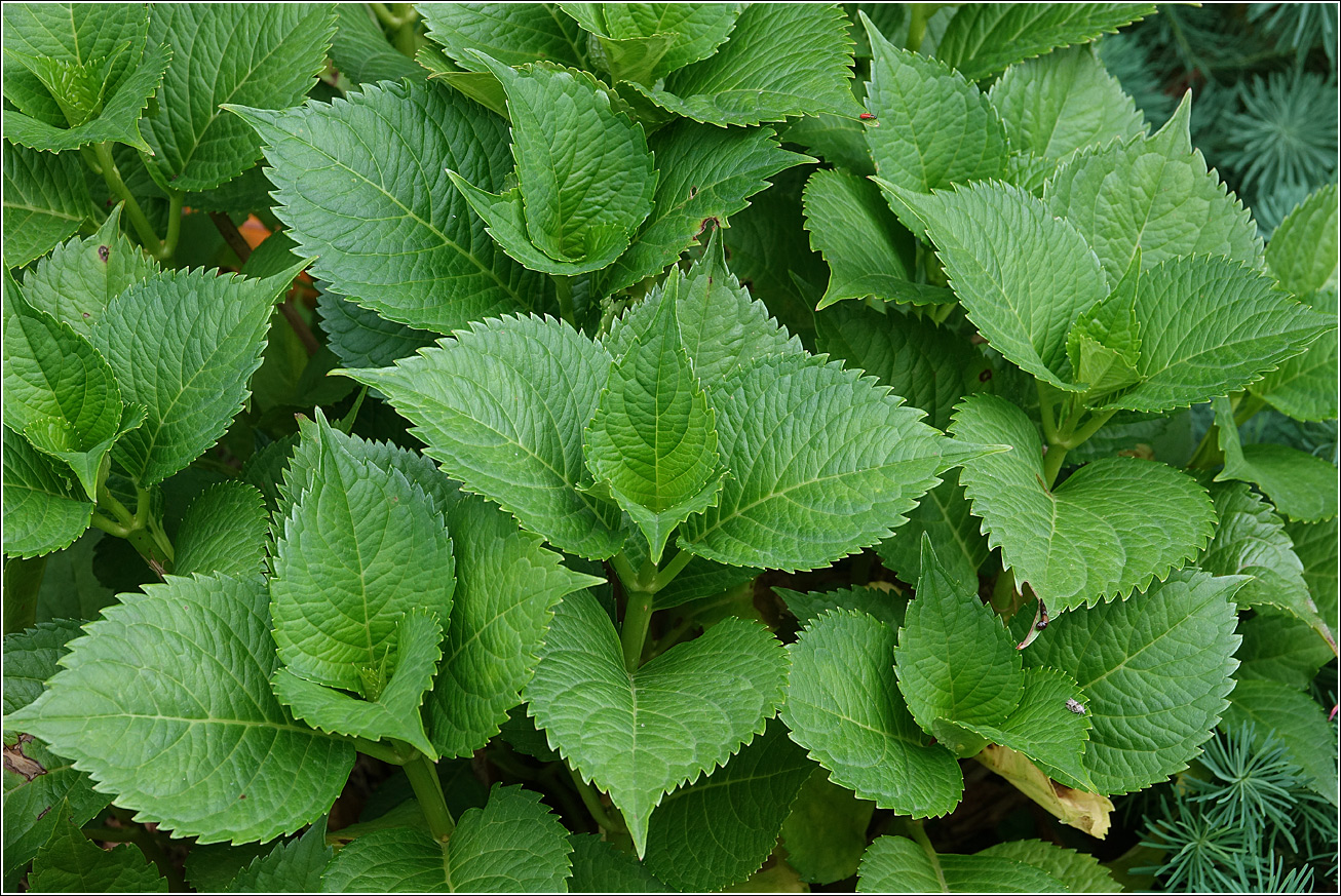 Изображение особи Hydrangea macrophylla.