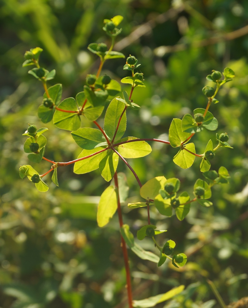 Изображение особи Euphorbia stricta.